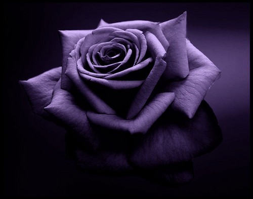 Purple-Rose-purple-34727317-500-393